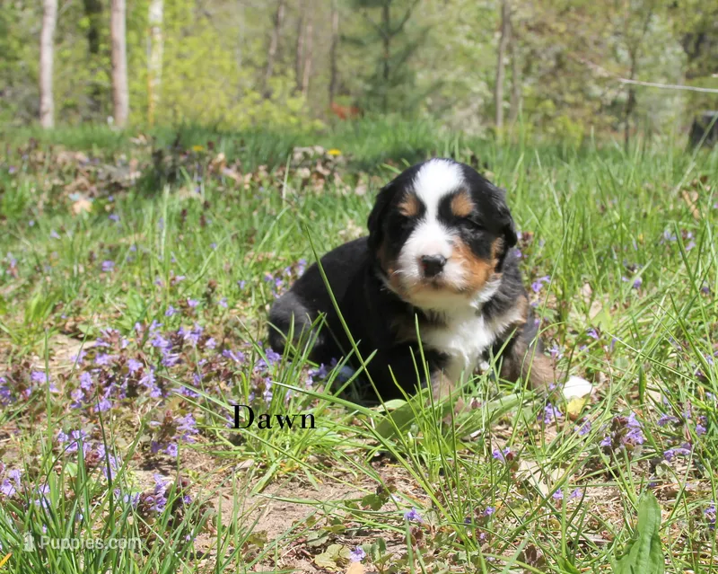 Dawn – Bernese Mountain Dog puppy for sale in Blaine, MN