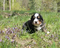 Dawn, a female Bernese Mountain Dog for sale in Blaine, MN – 1 of 3