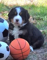 Violet, a female Bernese Mountain Dog for sale in Blaine, MN – 5 of 7