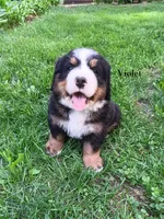 Violet, a female Bernese Mountain Dog for sale in Blaine, MN – 7 of 7
