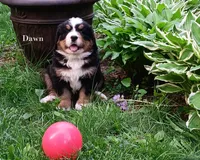 Dawn, a female Bernese Mountain Dog for sale in Blaine, MN – 5 of 5