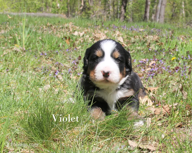 Violet – Bernese Mountain Dog puppy for sale in Blaine, MN