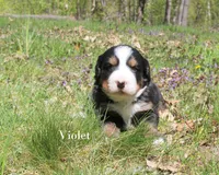 Violet, a female Bernese Mountain Dog for sale in Blaine, MN – 2 of 3