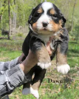 Dawn, a female Bernese Mountain Dog for sale in Blaine, MN – 2 of 3