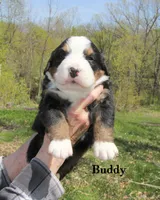 Buddy, a male Bernese Mountain Dog for sale in Blaine, MN – 2 of 3