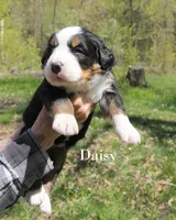 Daisy, a female Bernese Mountain Dog for sale in Blaine, MN – 3 of 3