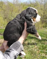 Buddy, a male Bernese Mountain Dog for sale in Blaine, MN – 3 of 3