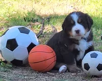 Violet, a female Bernese Mountain Dog for sale in Blaine, MN – 4 of 7