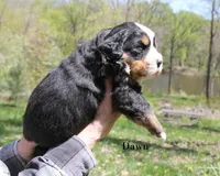 Dawn, a female Bernese Mountain Dog for sale in Blaine, MN – 3 of 3