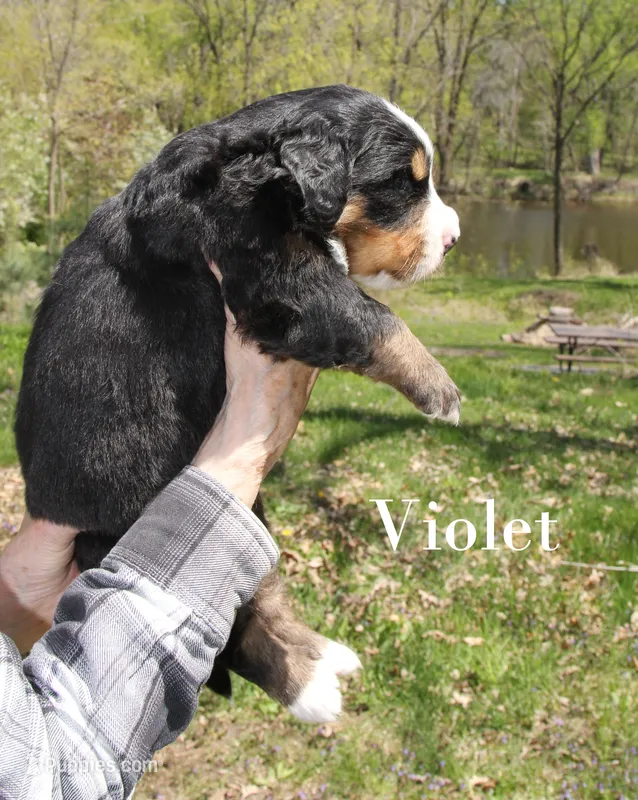 Violet – Bernese Mountain Dog puppy for sale in Blaine, MN