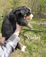 Violet, a female Bernese Mountain Dog for sale in Blaine, MN – 1 of 3