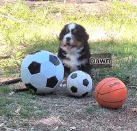 Dawn, a female Bernese Mountain Dog for sale in Blaine, MN – 4 of 5