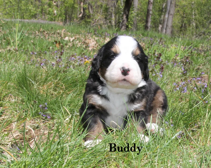 Buddy – Bernese Mountain Dog puppy for sale in Blaine, MN