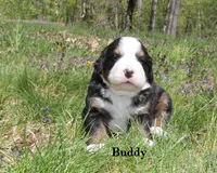 Buddy, a male Bernese Mountain Dog for sale in Blaine, MN – 1 of 3
