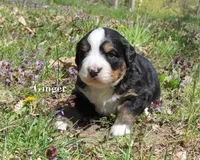 Ginger, a female Bernese Mountain Dog for sale in Blaine, MN – 2 of 2