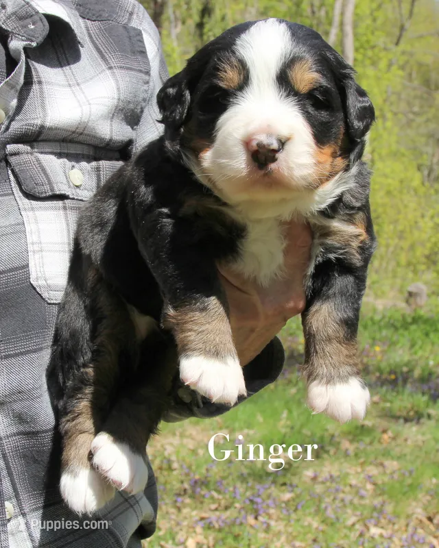 Ginger – Bernese Mountain Dog puppy for sale in Blaine, MN