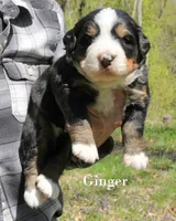 Ginger, a female Bernese Mountain Dog for sale in Blaine, MN – 1 of 2