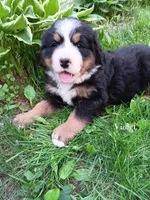Violet, a female Bernese Mountain Dog for sale in Blaine, MN – 6 of 7