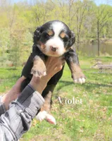 Violet, a female Bernese Mountain Dog for sale in Blaine, MN – 3 of 3