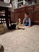 Skippy, a male Basset Hound for sale in Pitman, PA – Photo 7 of 7