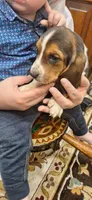 Ron, a male Basset Hound for sale in Pitman, PA – Photo 7 of 7