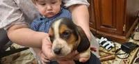 Ron, a male Basset Hound for sale in Pitman, PA – Photo 5 of 7