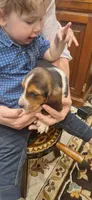 Ron, a male Basset Hound for sale in Pitman, PA – Photo 1 of 7