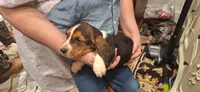 Sara, a female Basset Hound for sale in Pitman, PA – Photo 3 of 3