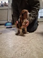 Candy, a female Basset Hound for sale in Pitman, PA – Photo 7 of 7