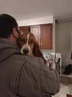 Candy, a female Basset Hound for sale in Pitman, PA – Photo 6 of 7