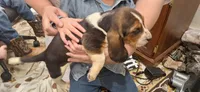 Sara, a female Basset Hound for sale in Pitman, PA – Photo 2 of 3
