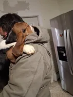 Candy, a female Basset Hound for sale in Pitman, PA – Photo 4 of 7