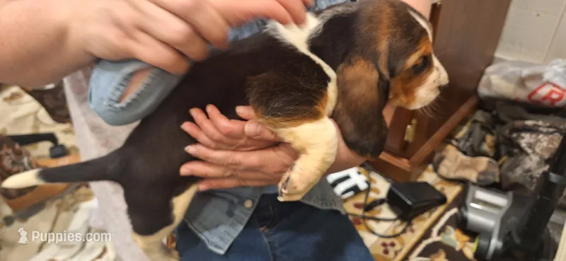 Sara, a female Basset Hound for sale in Pitman, PA – Photo 1 of 3