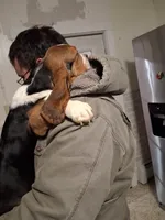 Candy, a female Basset Hound for sale in Pitman, PA – Photo 5 of 7