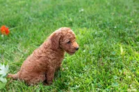 AKC Pecan, a male Poodle - Toy  for sale in Rochester, IN – 5 of 6