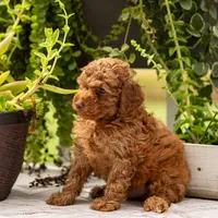 AKC Buster, a male Poodle - Toy  for sale in Rochester, IN – 4 of 6