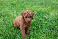 AKC Pecan, a male Poodle - Toy  for sale in Rochester, IN – 6 of 6