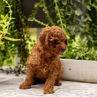 AKC Bruno, a male Poodle - Toy  for sale in Rochester, IN – 2 of 10