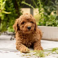 AKC Buddy, a male Poodle - Toy  for sale in Rochester, IN – 9 of 9