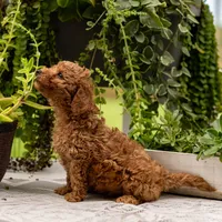 AKC Buddy, a male Poodle - Toy  for sale in Rochester, IN – 4 of 9