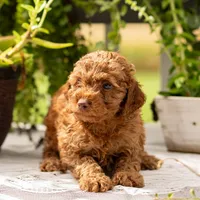 AKC Buster, a male Poodle - Toy  for sale in Rochester, IN – 2 of 6