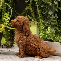 AKC Buddy, a male Poodle - Toy  for sale in Rochester, IN – 2 of 9