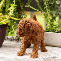 AKC Bruno, a male Poodle - Toy  for sale in Rochester, IN – 4 of 10