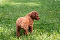 AKC Pecan, a male Poodle - Toy  for sale in Rochester, IN – 2 of 6