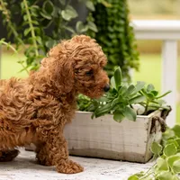 AKC Buddy, a male Poodle - Toy  for sale in Rochester, IN – 7 of 9