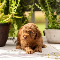 AKC Buster, a male Poodle - Toy  for sale in Rochester, IN – 3 of 6