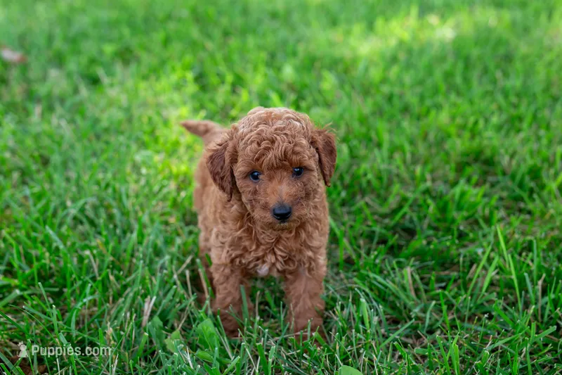 AKC Peto – Poodle - Toy  puppy for sale in Rochester, IN