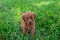 AKC Peto, a male Poodle - Toy  for sale in Rochester, IN – 1 of 2