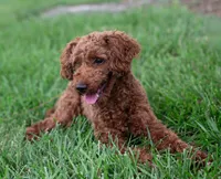 AKC Peto, a male Poodle - Toy  for sale in Rochester, IN – 4 of 4