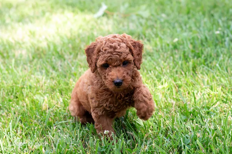 AKC Pecan – Poodle - Toy  puppy for sale in Rochester, IN
